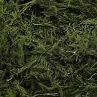 قیمت سبزی شوید